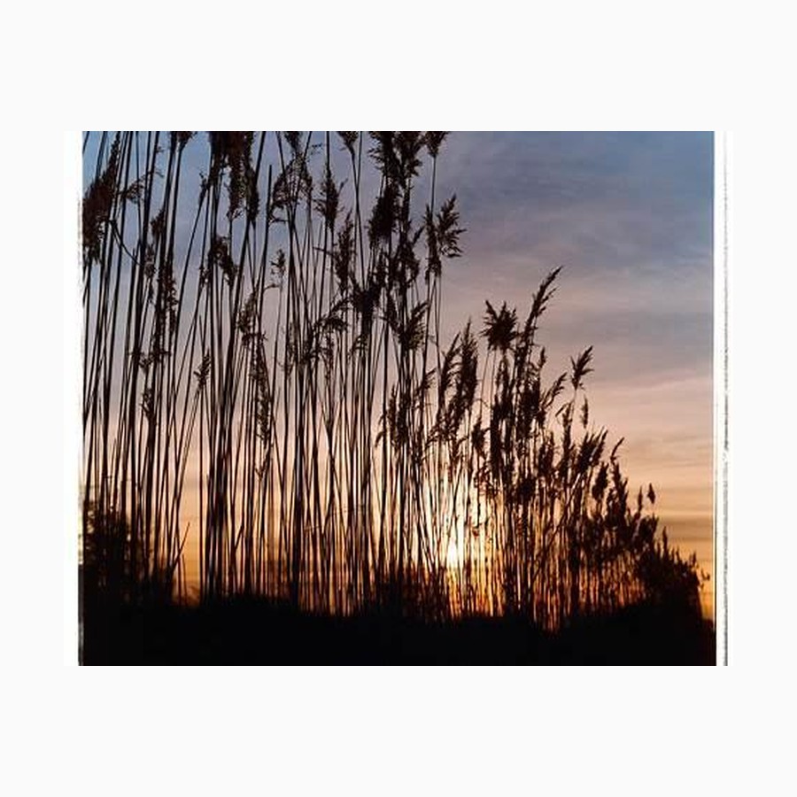 ARCHIVE 4 Reeds