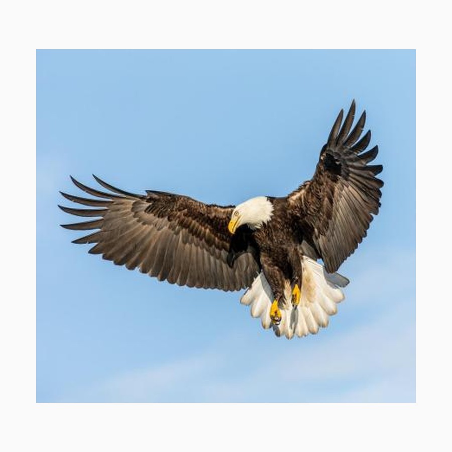 ARCHIVE 11 Flight