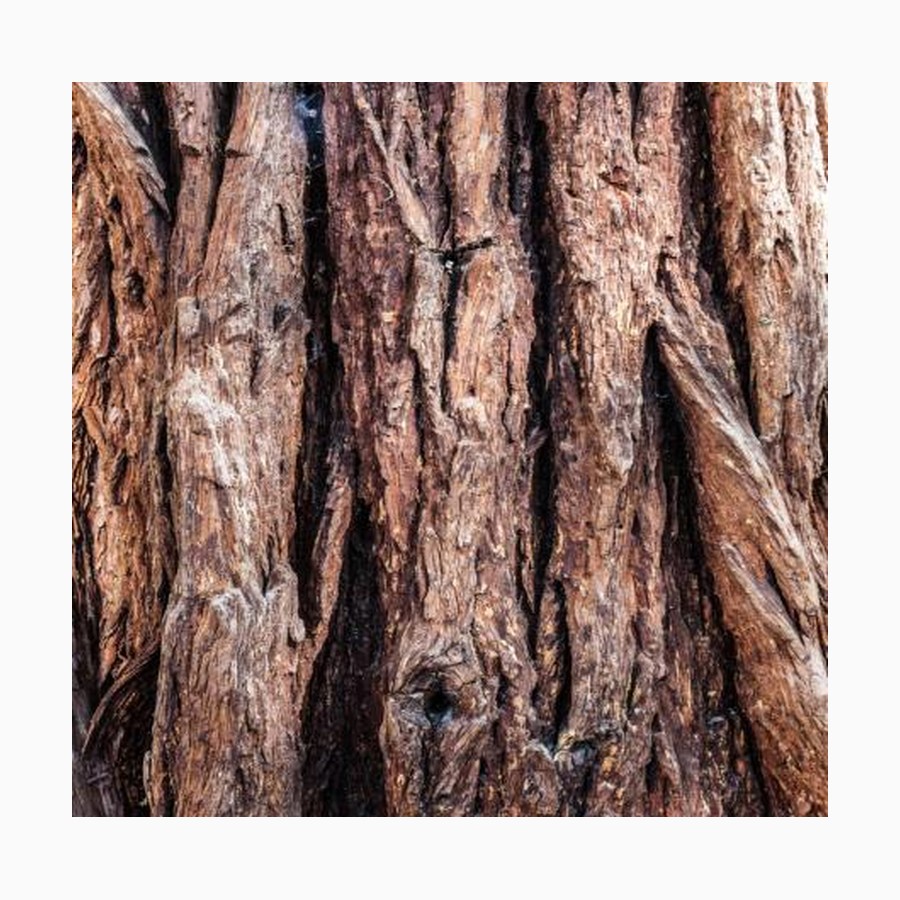 ARCHIVE 51 Bark